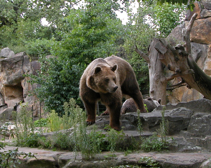 Braunbär Braunbär