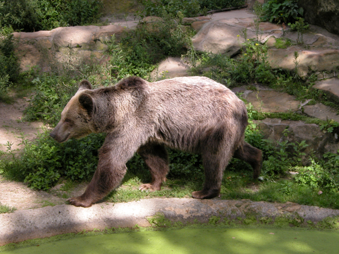 Braunbär Braunbär