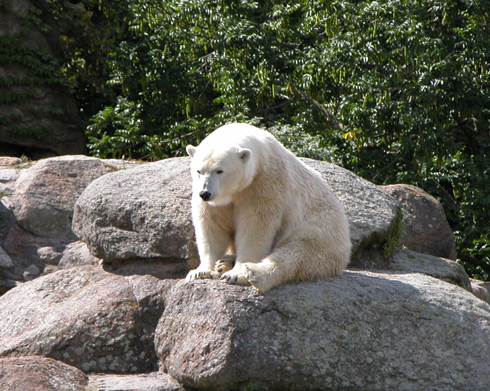 Eisbär Eisbär