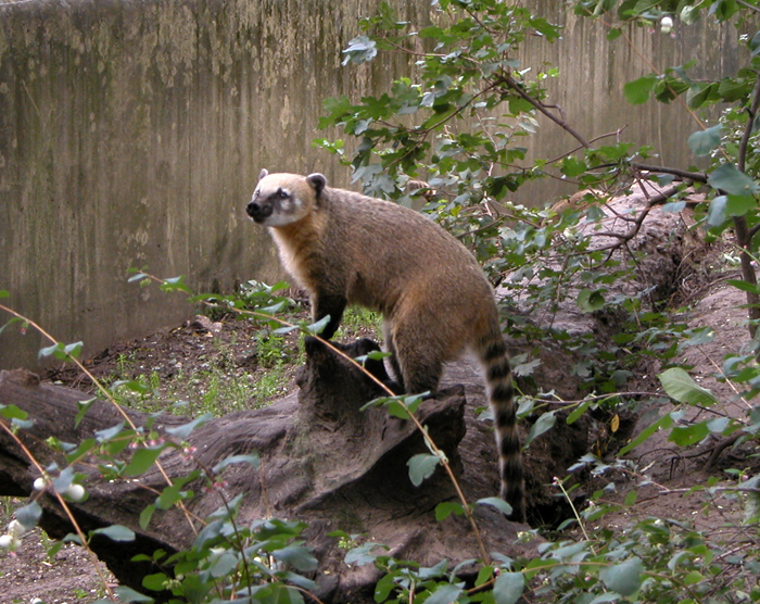 Nasenbär Nasenbär