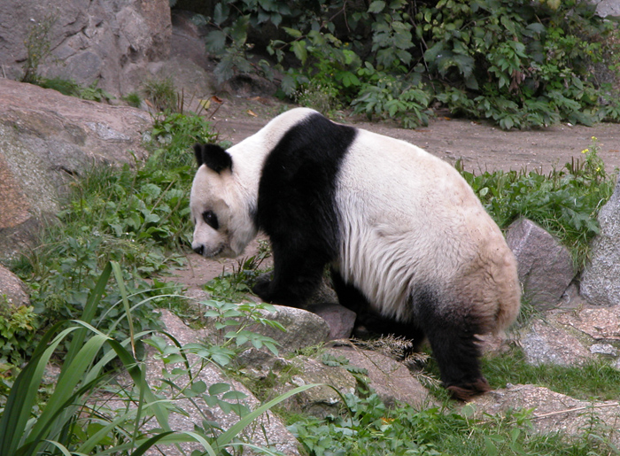 Pandabär Bao Bao Pandabär Bao Bao