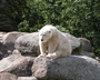 Eisbär (Bildbreite 90 Pixel)