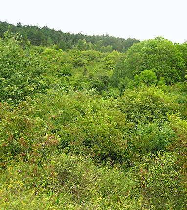 Karstlandschaft um die Abtissingrube