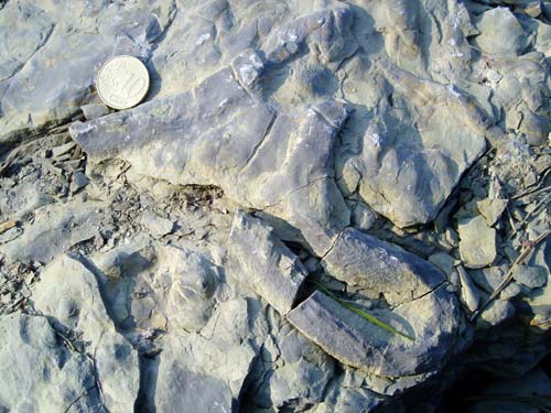 BioturbationSpuren